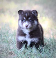 Liberty, a female Pomsky for sale in Wolfe City, TX – 3 of 5