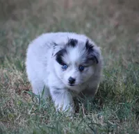 Captain, a male Pomsky for sale in Wolfe City, TX – 3 of 7