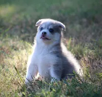 Rebel, a male Pomsky for sale in Wolfe City, TX – 6 of 6