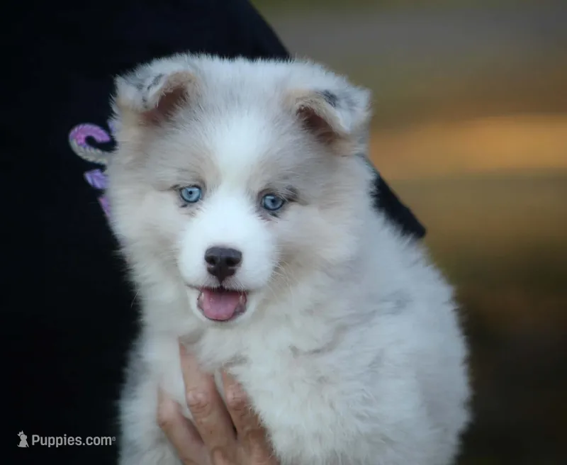 Glory – Pomsky puppy for sale in Wolfe City, TX