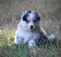 Captain, a male Pomsky for sale in Wolfe City, TX – 7 of 7