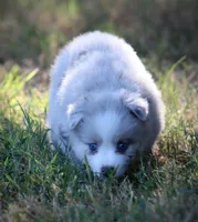 Glory, a female Pomsky for sale in Wolfe City, TX – 2 of 8