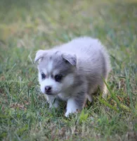 Rebel, a male Pomsky for sale in Wolfe City, TX – 4 of 6