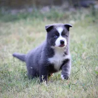 Major, a male Pomsky for sale in Wolfe City, TX – 2 of 5