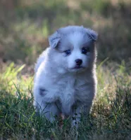 Glory, a female Pomsky for sale in Wolfe City, TX – 4 of 8