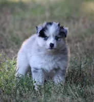 Captain, a male Pomsky for sale in Wolfe City, TX – 1 of 7