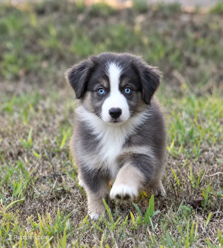 Blue – Miniature Australian Shepherd puppy for sale in Wolfe City, TX