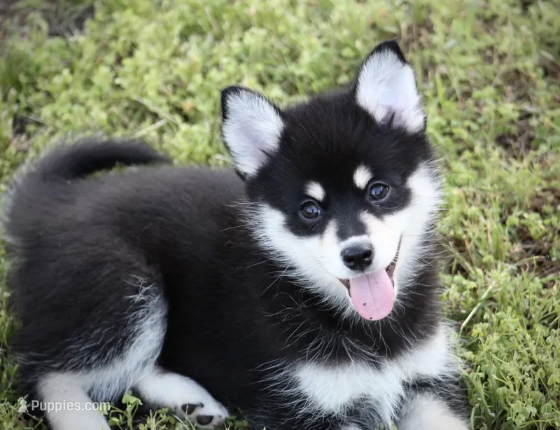 Dandy – Pomsky puppy for sale in Wolfe City, TX