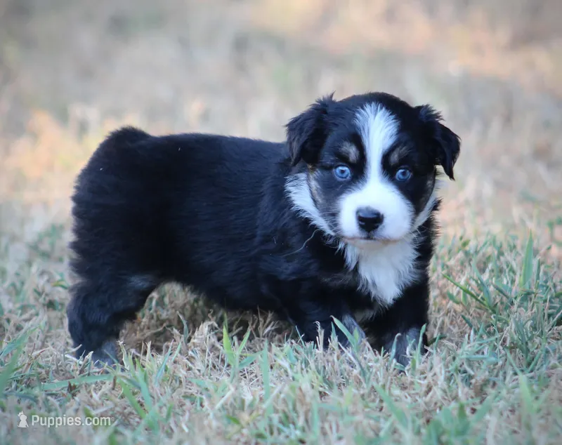 Summer – Miniature Australian Shepherd puppy for sale in Wolfe City, TX