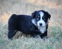 Summer, a female Miniature Australian Shepherd for sale in Wolfe City, TX – 1 of 4