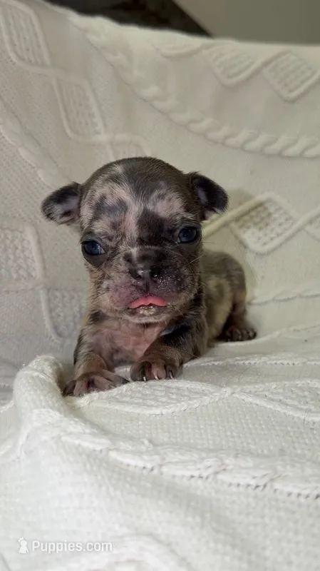 Bean – French Bulldog puppy for sale in Katy, TX