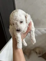 Chanel, a female Poodle - Toy  for sale in Harrisonburg, VA – 3 of 5