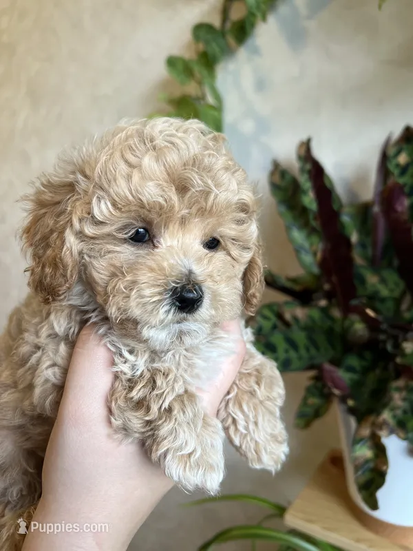 Louie – Poodle - Toy  puppy for sale in Harrisonburg, VA