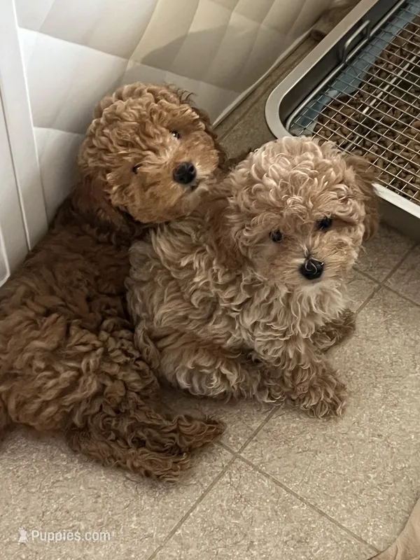 Louie – Poodle - Toy  puppy for sale in Harrisonburg, VA