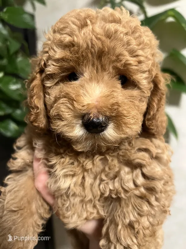Prada – Poodle - Toy  puppy for sale in Harrisonburg, VA
