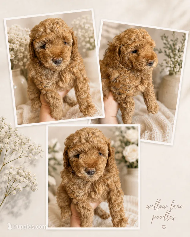Prada – Poodle - Toy  puppy for sale in Harrisonburg, VA