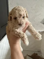 Dior, a female Poodle - Toy  for sale in Harrisonburg, VA – 2 of 4