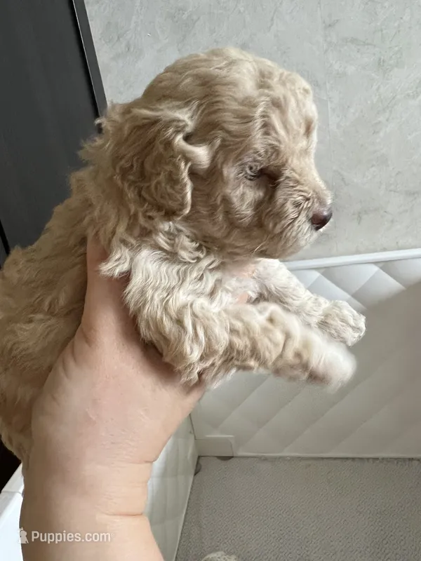 Dior – Poodle - Toy  puppy for sale in Harrisonburg, VA