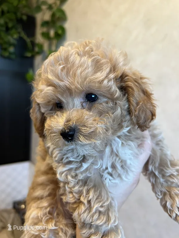 Louie – Poodle - Toy  puppy for sale in Harrisonburg, VA