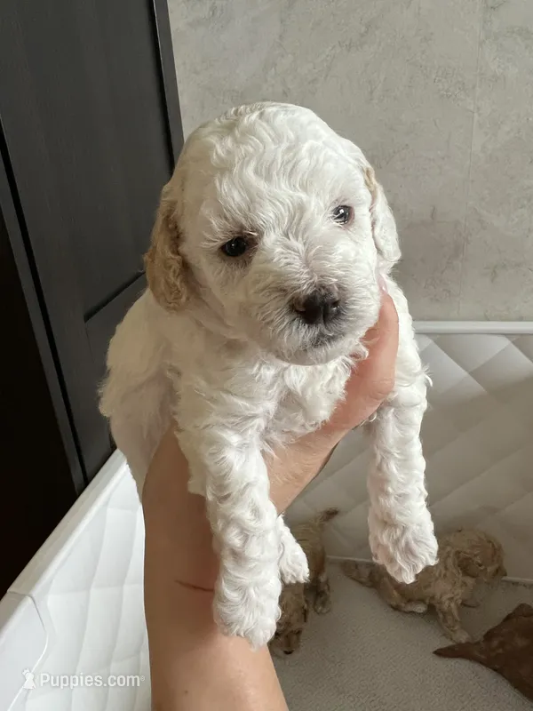 Chanel – Poodle - Toy  puppy for sale in Harrisonburg, VA