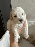 Chanel, a female Poodle - Toy  for sale in Harrisonburg, VA – 1 of 5