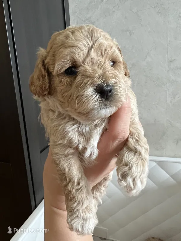Louis – Poodle - Toy  puppy for sale in Harrisonburg, VA