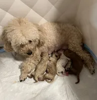 Louis, a male Poodle - Toy  for sale in Harrisonburg, VA – 4 of 5