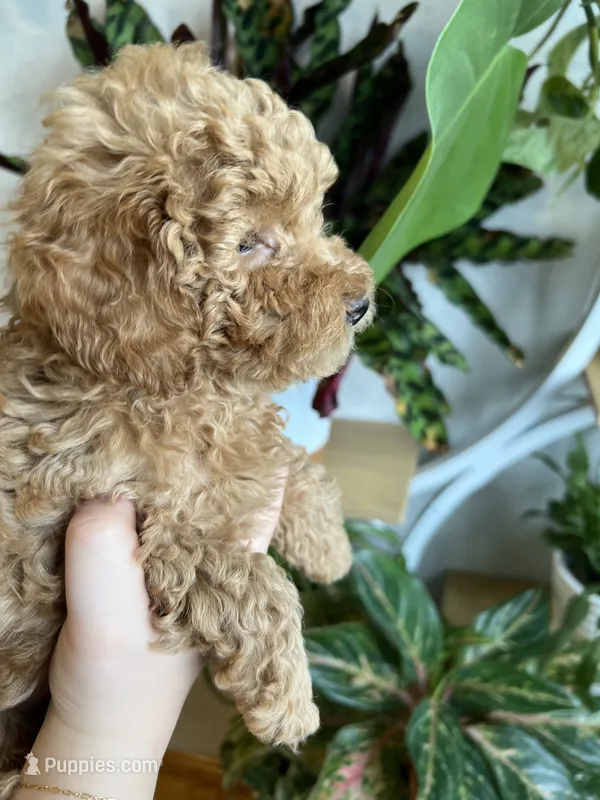 Prada – Poodle - Toy  puppy for sale in Harrisonburg, VA