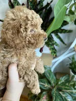 Prada, a female Poodle - Toy  for sale in Harrisonburg, VA – 3 of 4