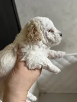 Chanel, a female Poodle - Toy  for sale in Harrisonburg, VA – 2 of 5