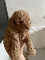 Prada, a female Poodle - Toy  for sale in Harrisonburg, VA – 2 of 5