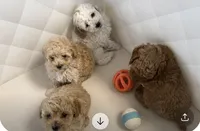 Louie, a male Poodle - Toy  for sale in Harrisonburg, VA – 4 of 5