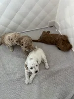 Prada, a female Poodle - Toy  for sale in Harrisonburg, VA – 5 of 5