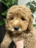 Prada, a female Poodle - Toy  for sale in Harrisonburg, VA – 4 of 4