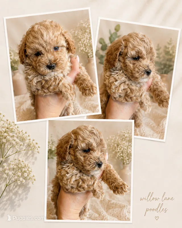 Louie – Poodle - Toy  puppy for sale in Harrisonburg, VA