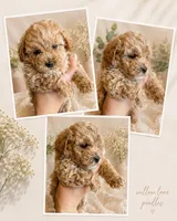 Louie, a male Poodle - Toy  for sale in Harrisonburg, VA – 1 of 5