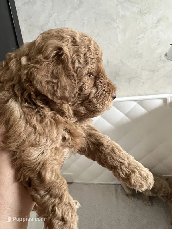 Prada – Poodle - Toy  puppy for sale in Harrisonburg, VA