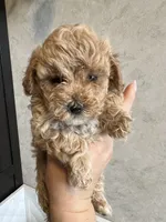 Louie, a male Poodle - Toy  for sale in Harrisonburg, VA – 3 of 5