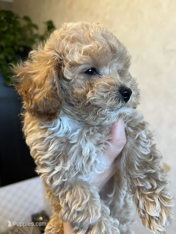 Louie – Poodle - Toy  puppy for sale in Harrisonburg, VA