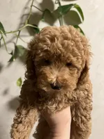 Prada, a female Poodle - Toy  for sale in Harrisonburg, VA – 2 of 4