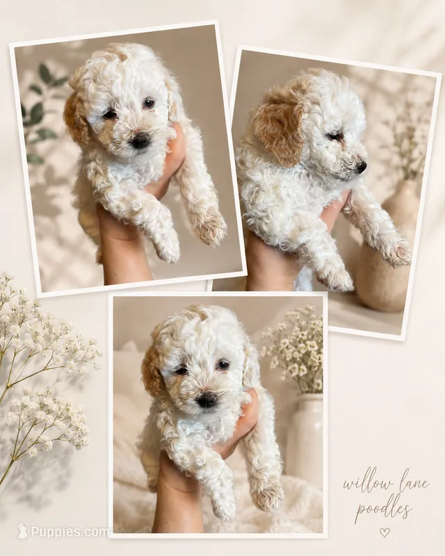 Chanel – Poodle - Toy  puppy for sale in Harrisonburg, VA