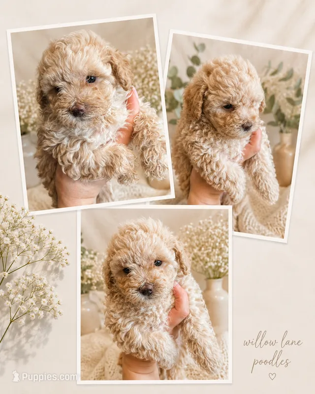 Dior – Poodle - Toy  puppy for sale in Harrisonburg, VA