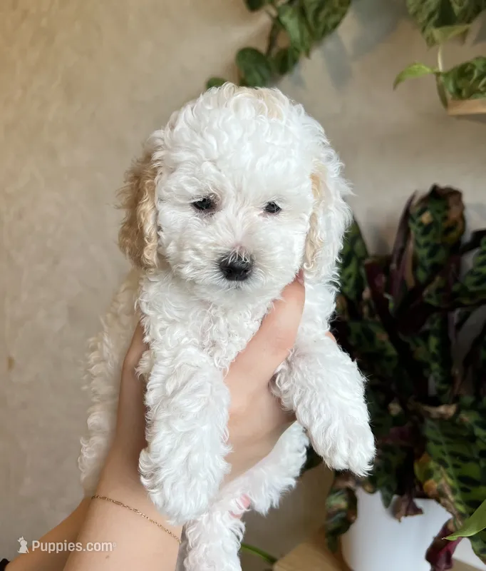 Chanel – Poodle - Toy  puppy for sale in Harrisonburg, VA