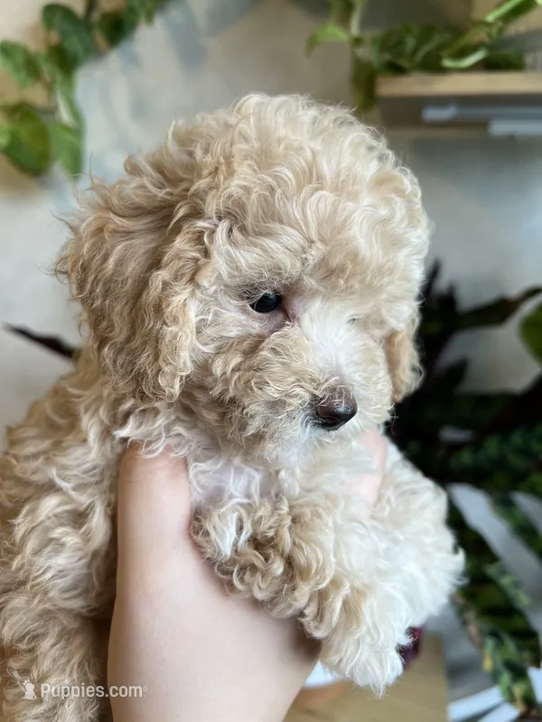 Dior – Poodle - Toy  puppy for sale in Harrisonburg, VA