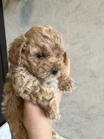 Louie, a male Poodle - Toy  for sale in Harrisonburg, VA – 2 of 5