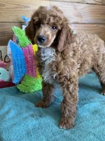 Fireball, a male Poodle - Miniature  for sale in Gaffney, SC – 3 of 4