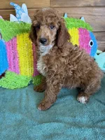 Fireball, a male Poodle - Miniature  for sale in Gaffney, SC – 4 of 4