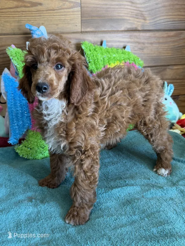 Fireball – Poodle - Miniature  puppy for sale in Gaffney, SC