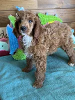 Fireball, a male Poodle - Miniature  for sale in Gaffney, SC – 2 of 4
