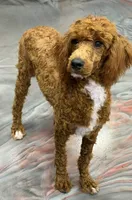 Fireball, a male Poodle - Miniature  for sale in Gaffney, SC – 4 of 6